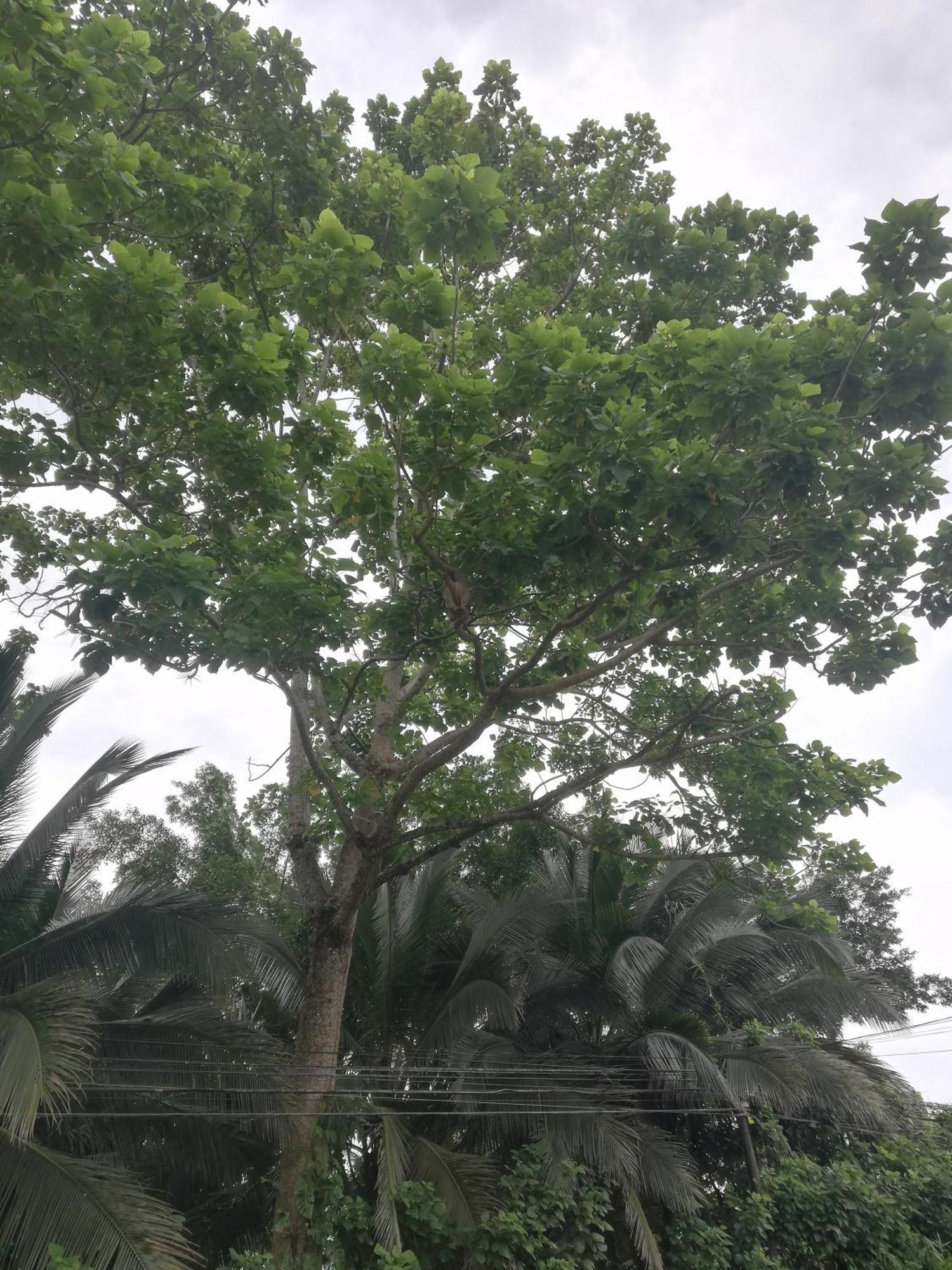 Paraiso Verde Siqurres Da Alegria المظهر الخارجي الصورة